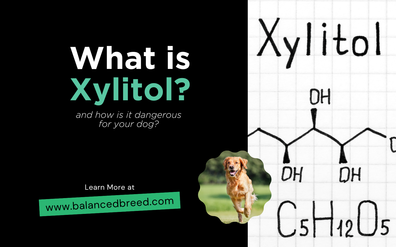 What is Xylitol and how is it dangerous for your dog Balanced Breed