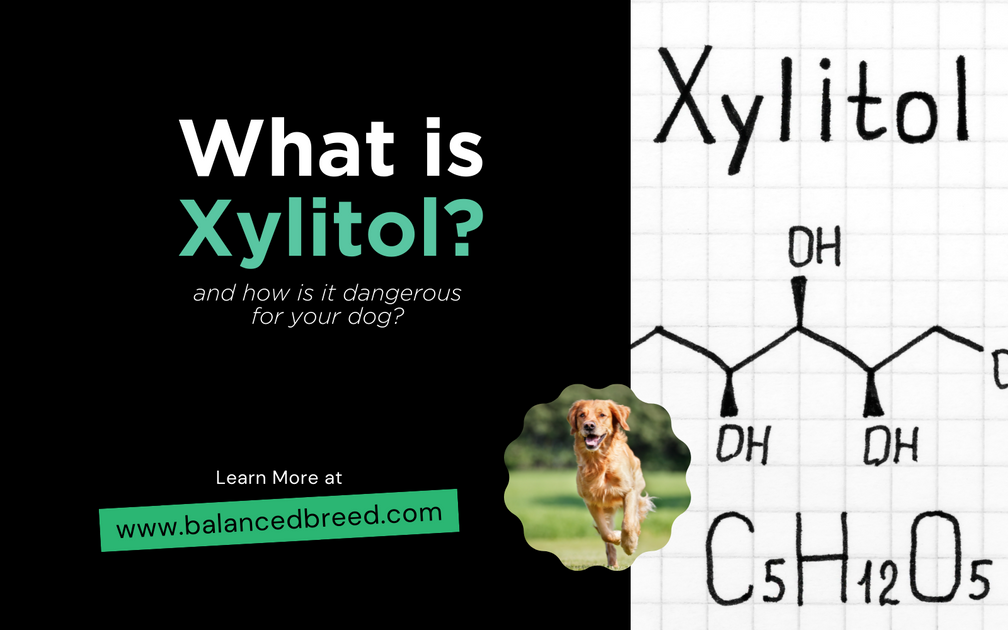What is Xylitol and how is it dangerous for your dog? Balanced Breed