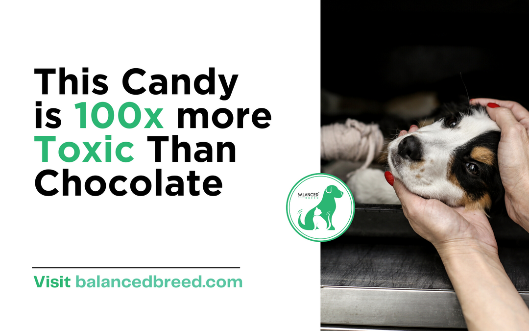 This House-Hold Candy is 100x More Toxic Than Chocolate