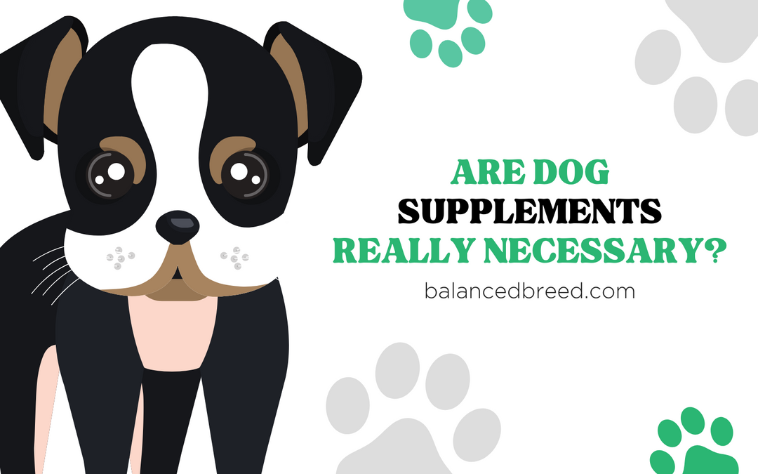 Are Dog Supplements Really Necessary?