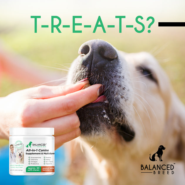 Are Rawhides Bad For My Dog? Balanced Breed