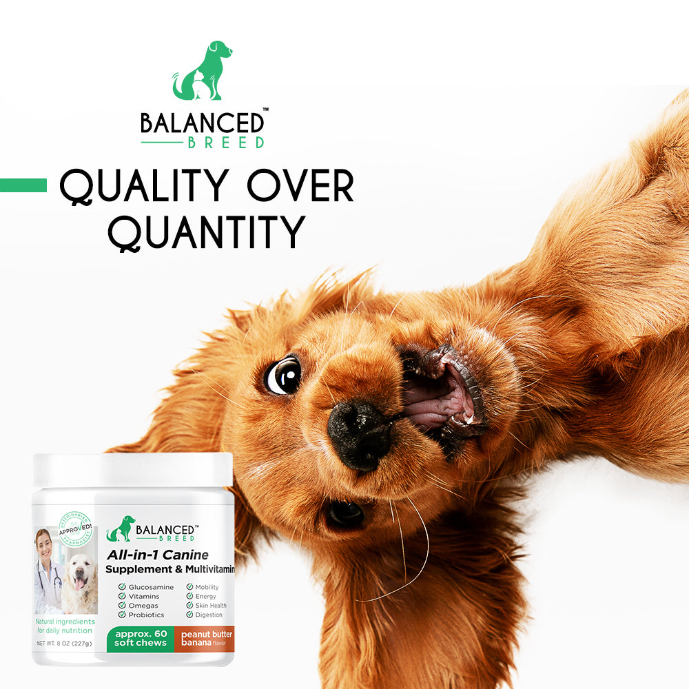 Can My Dog Be A Vegetarian?