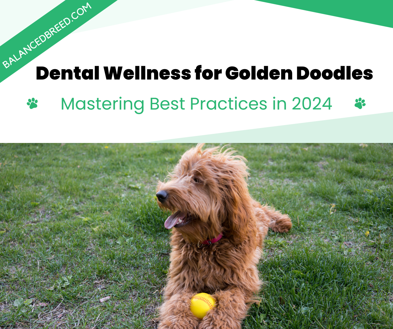 Dental wellness for goldendoodles