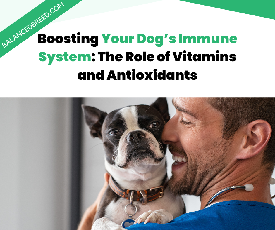Boosting Your Dog’s Immune System: The Role of Vitamins and Antioxidants