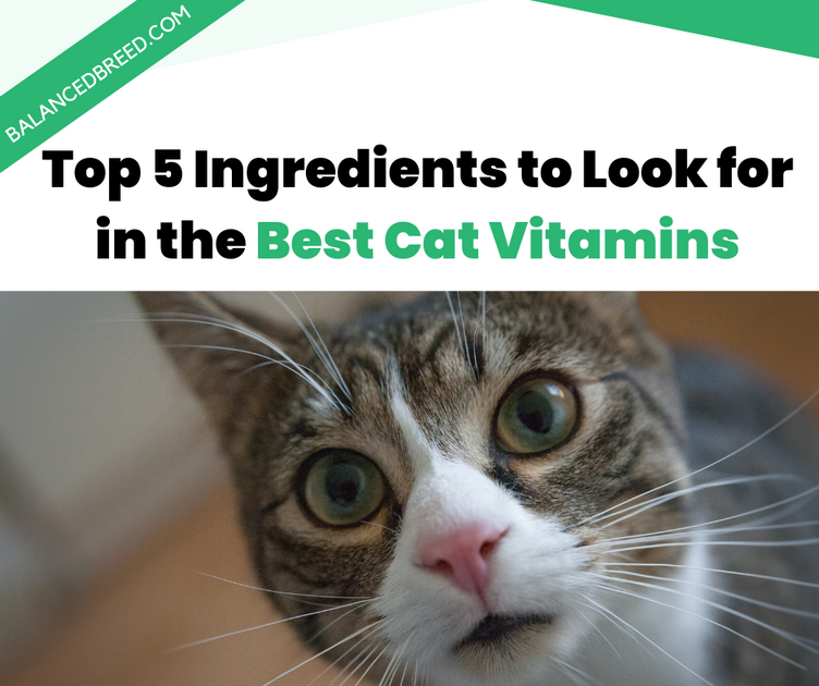 Top 5 Ingredients to Look for in the Best Cat Vitamins Balanced Breed