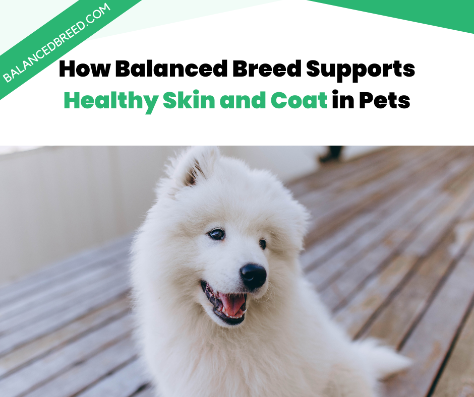 How Balanced Breed Supports Healthy Skin and Coat in Pets