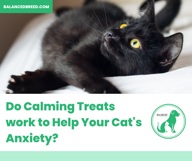 Anti anxiety online treats for cats