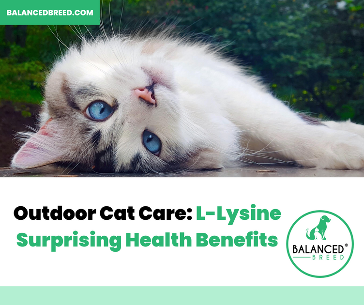 Outdoor Cat Care LLysine Surprising Health Benefits Balanced Breed