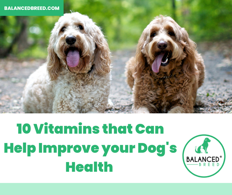 Top 10 Vitamins Your Dog Needs Balanced Breed