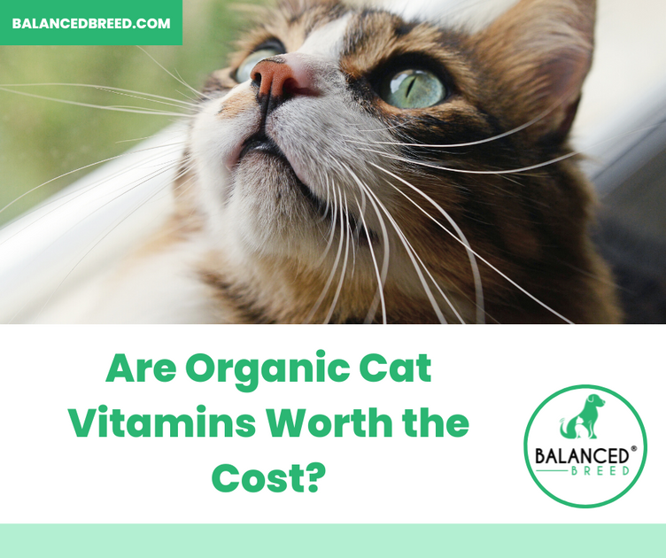 Why Organic Cat Vitamins are Worth the Extra Cost Balanced Breed