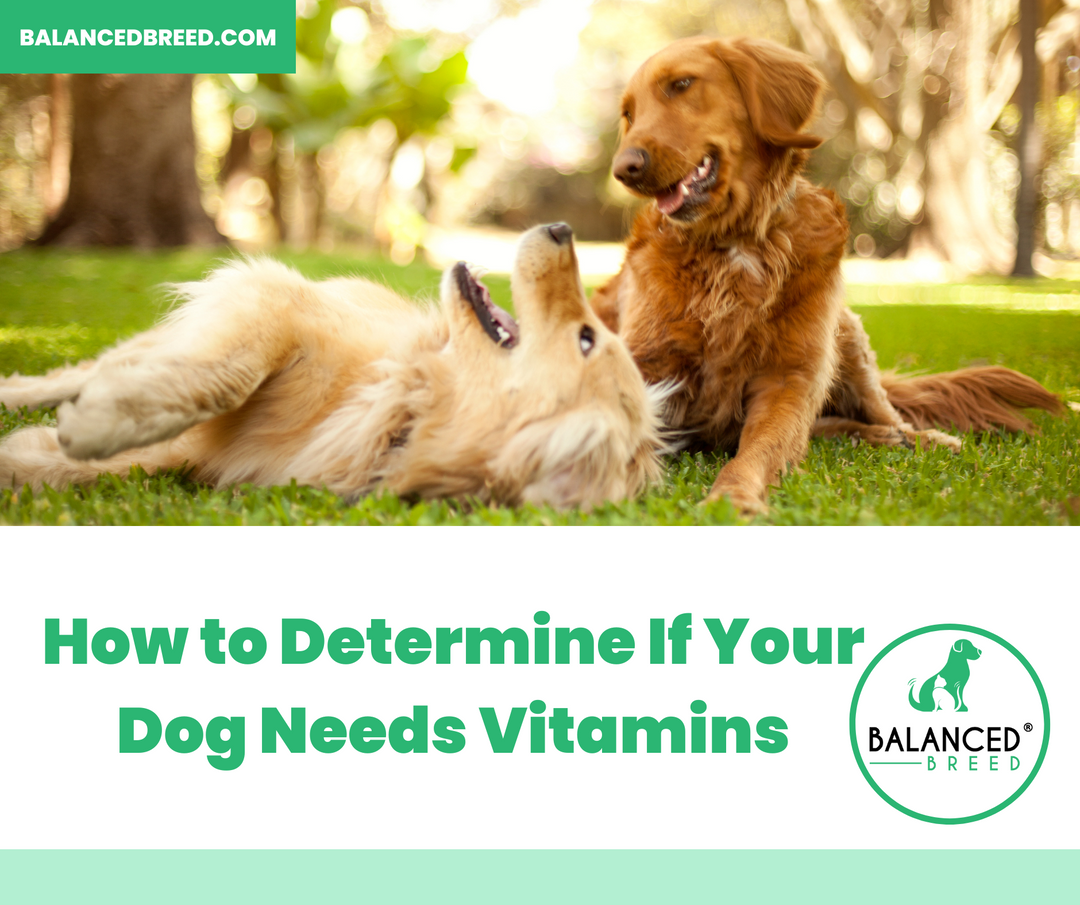 How to Determine If Your Dog Needs Vitamins