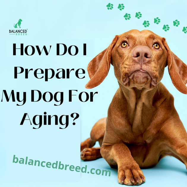 How Do I Prepare My Dog For Aging? Balanced Breed