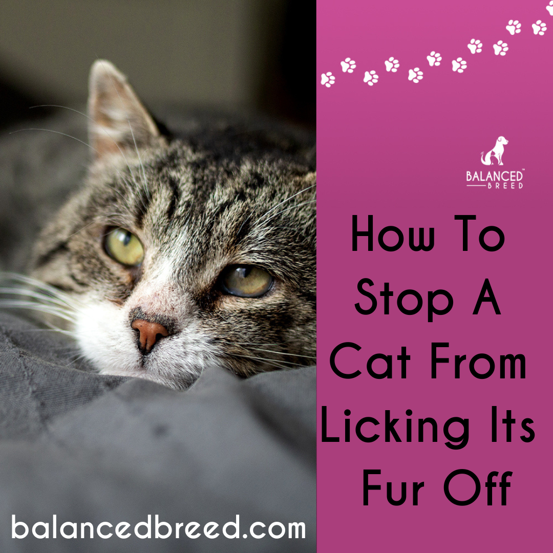 Why Would A Cat Lick Its Fur Off How Cat Vitamins Can Help with Fur Loss