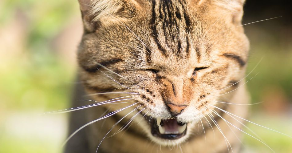 How to Best Support Your Cat's Respiratory Health