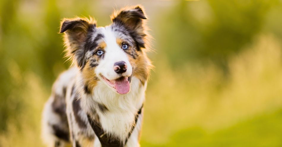 Can the Right Dog Vitamins Help Your Dog Live an Even Better Life?