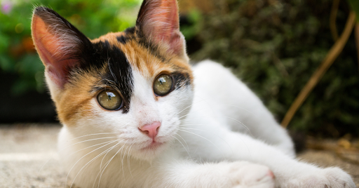 A cat is happy and healthy because she takes the right cat vitamins