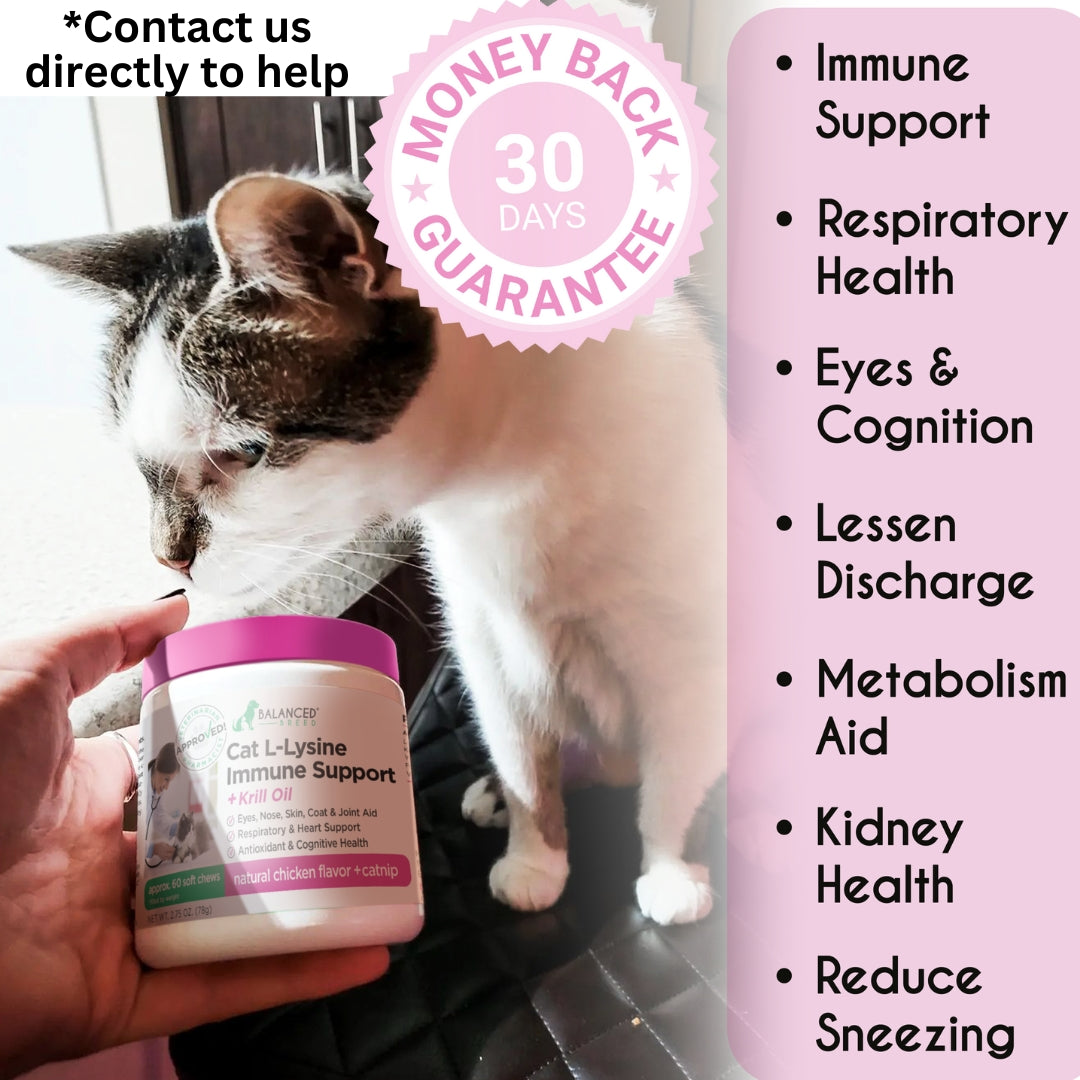 Balanced Breed® Cat L-Lysine Immune Support