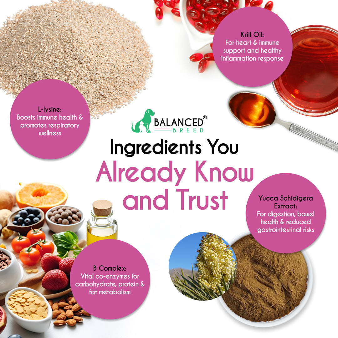 Balanced Breed® Cat L-Lysine Immune Support - Balanced Breed