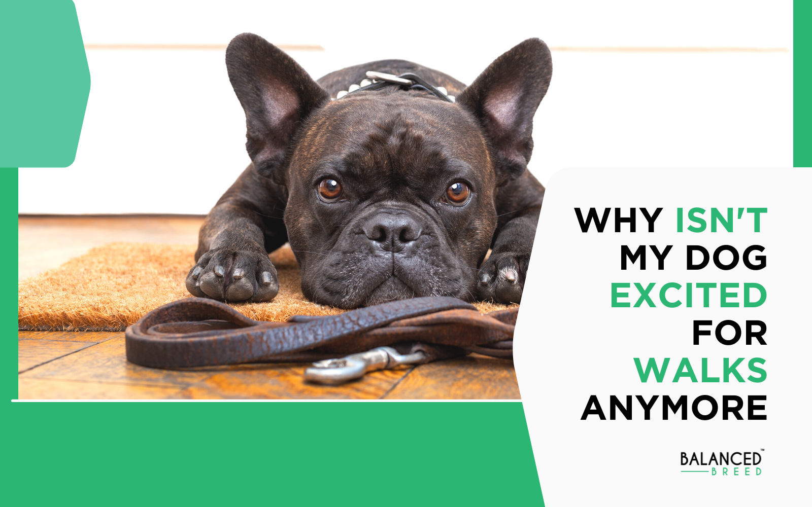 Why Your Dog Might Not Be Excited For Walks Anymore
