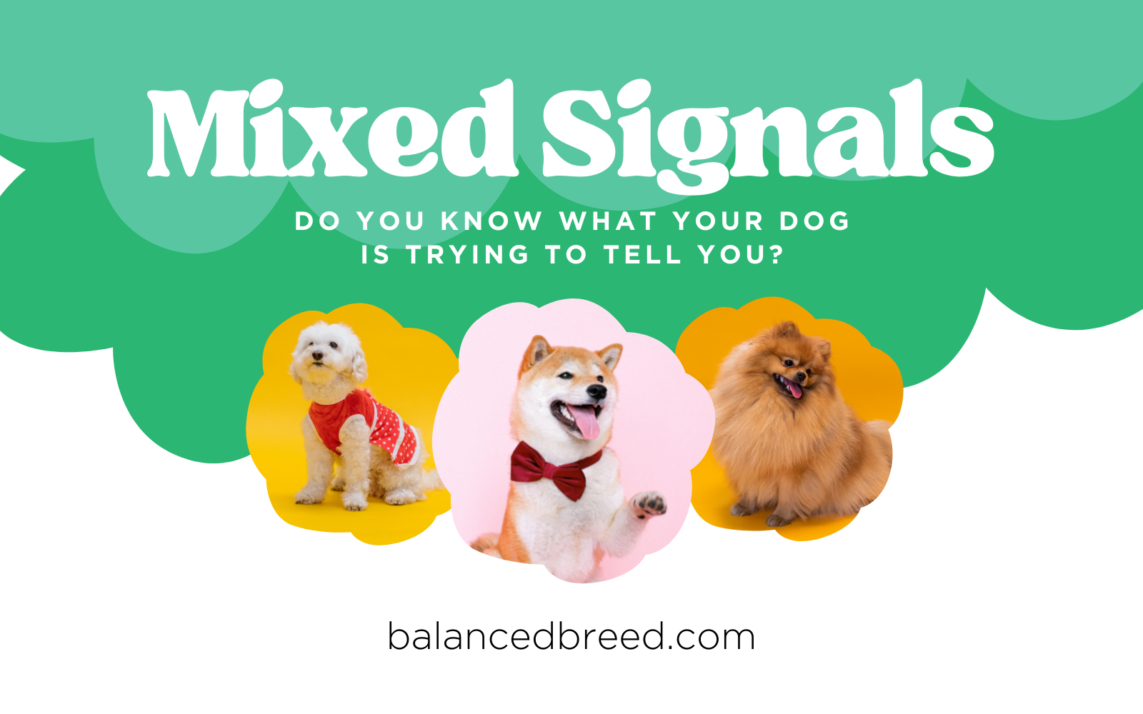Your Dog Is Sending You Signals Constantly — But Do You Know What All of Them Mean?