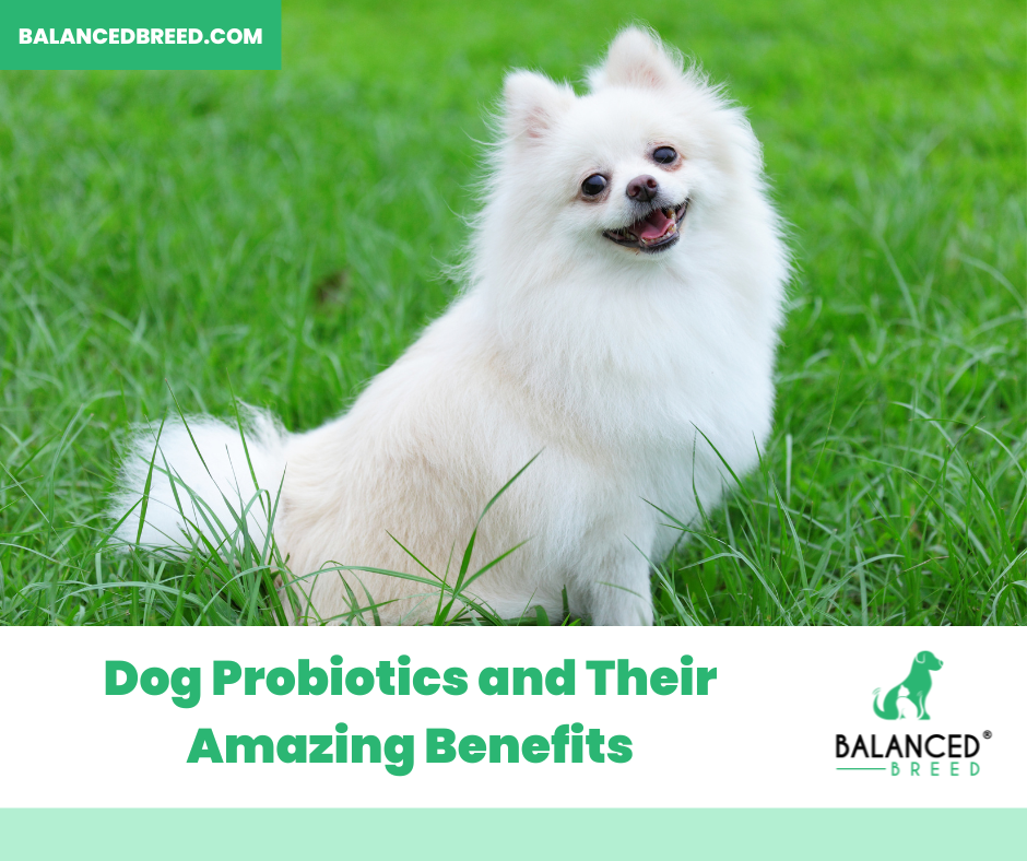 Probiotics for Dogs and Their Amazing Benefits