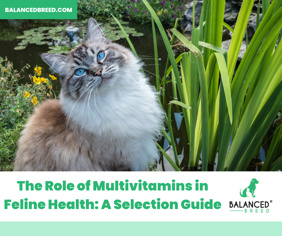 The Role of Cat Multivitamins in Feline Health: A Selection Guide of Cat Vitamins