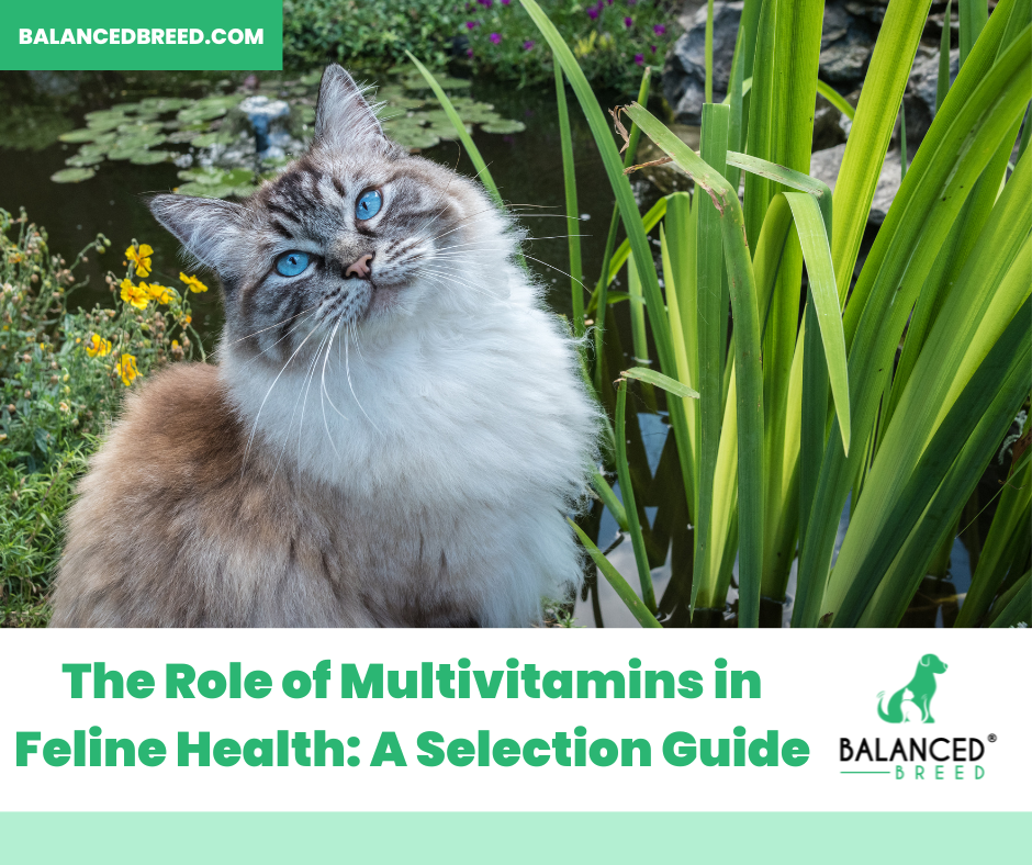 The best vitamins to keep your cat healthy and happy