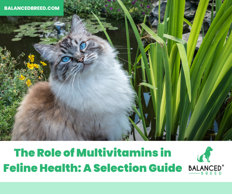 Cat Multivitamins A Guide for Feline Health Balanced Breed