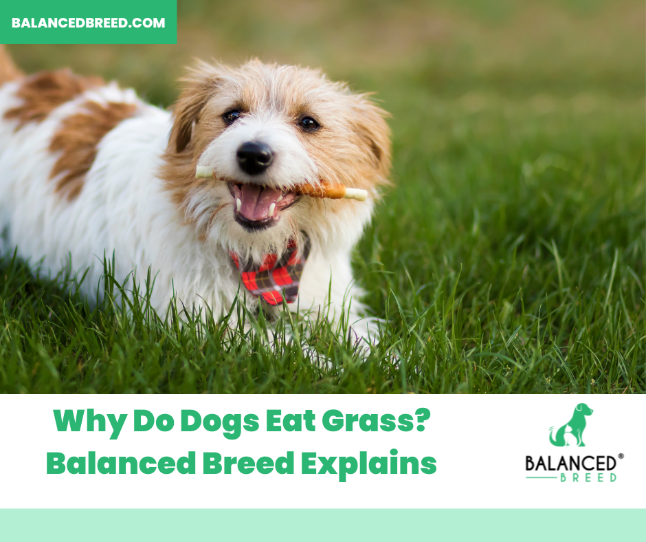 why do dogs eat grass? 