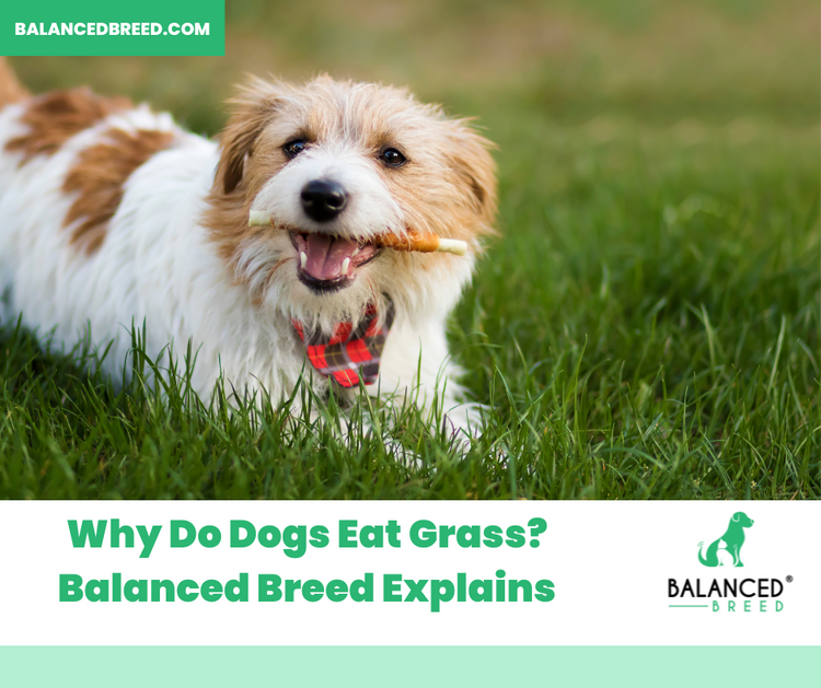 Picture Idea: Why Do Dogs Eat Grass Balanced Breed Reveals The Truth