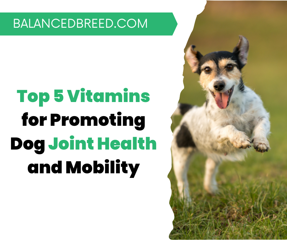 Top 5 Vitamins for Promoting Dog Joint Health and Mobility