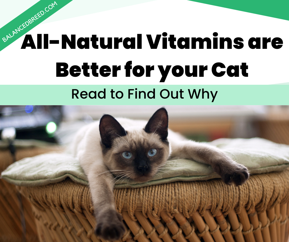 Why Natural cat Vitamins are Better for your Feline Friend