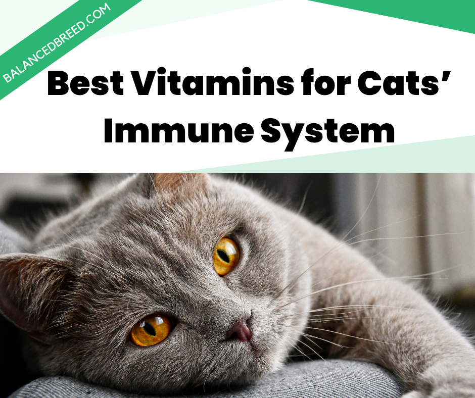 Best Vitamins for Cats’ Immune System