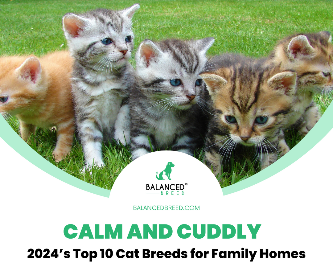 Calm and Cuddly: 2024’s Best 10 Cat Breeds for Family Homes