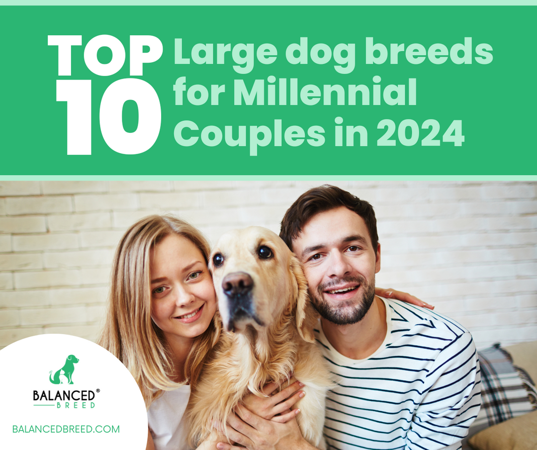 Top 10 Dog Breeds for Millennial Couples in 2024