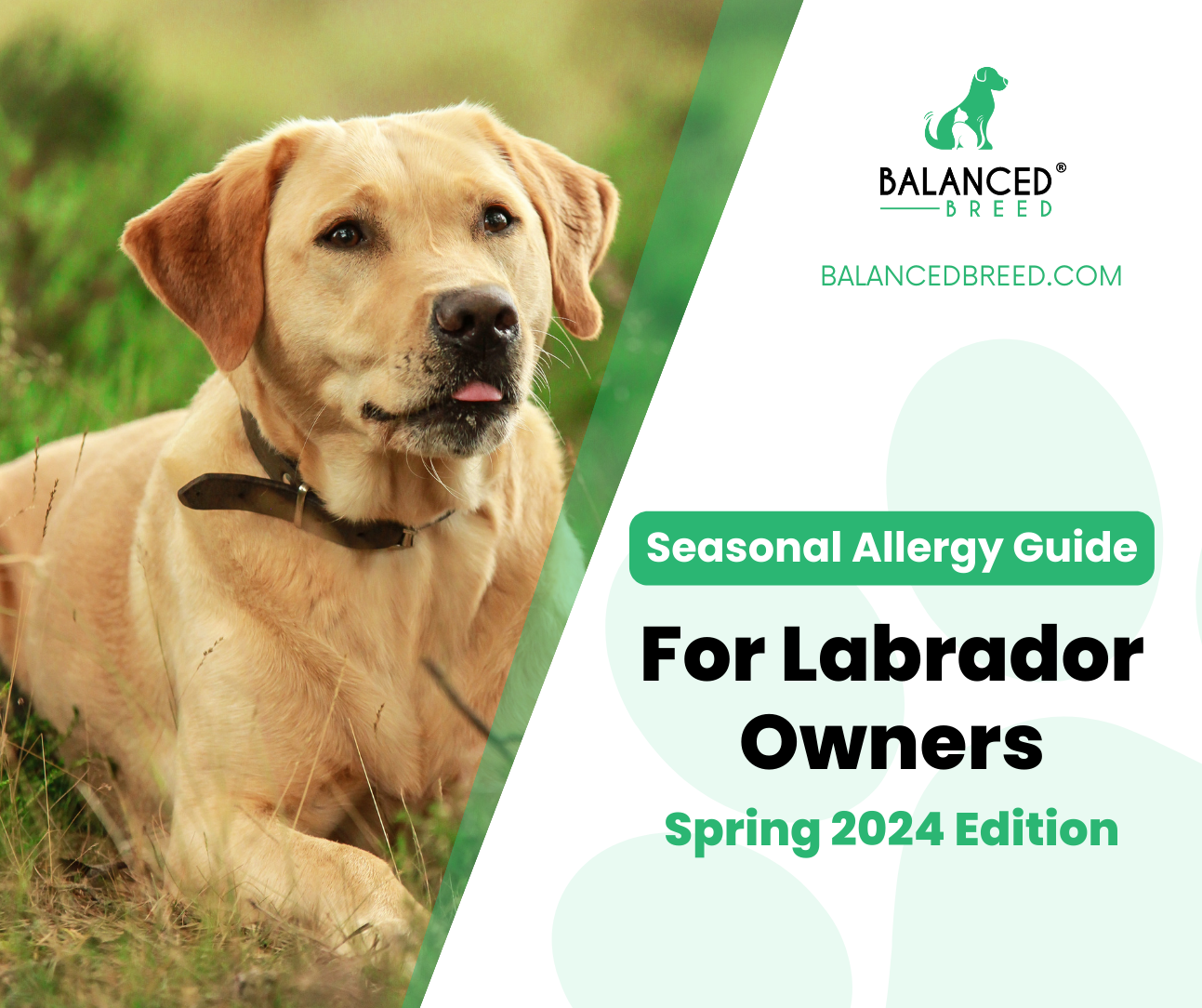 How to help prevent your Labrador Retrievers allergies this spring