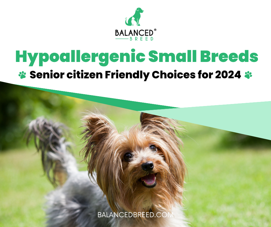 Hypoallergenic Small Breeds: Senior citizen Friendly Choices for 2024