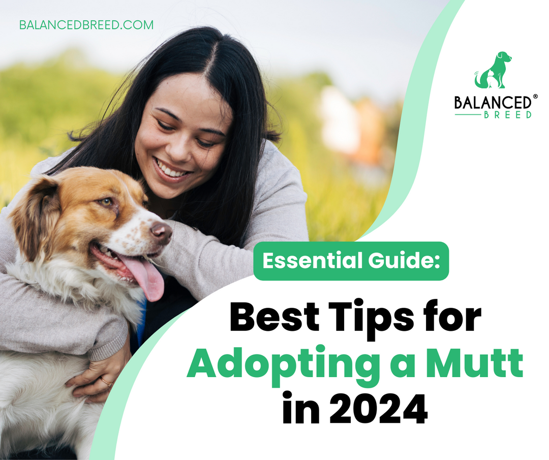 Essential Guide: Best Tips for Adopting a Mutt in 2024