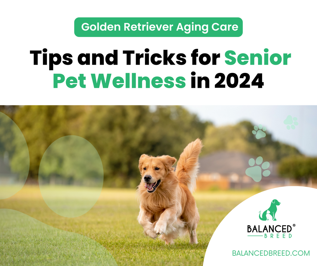 Golden Retriever Aging Care: Tips and Tricks for Senior Pet Wellness in 2024
