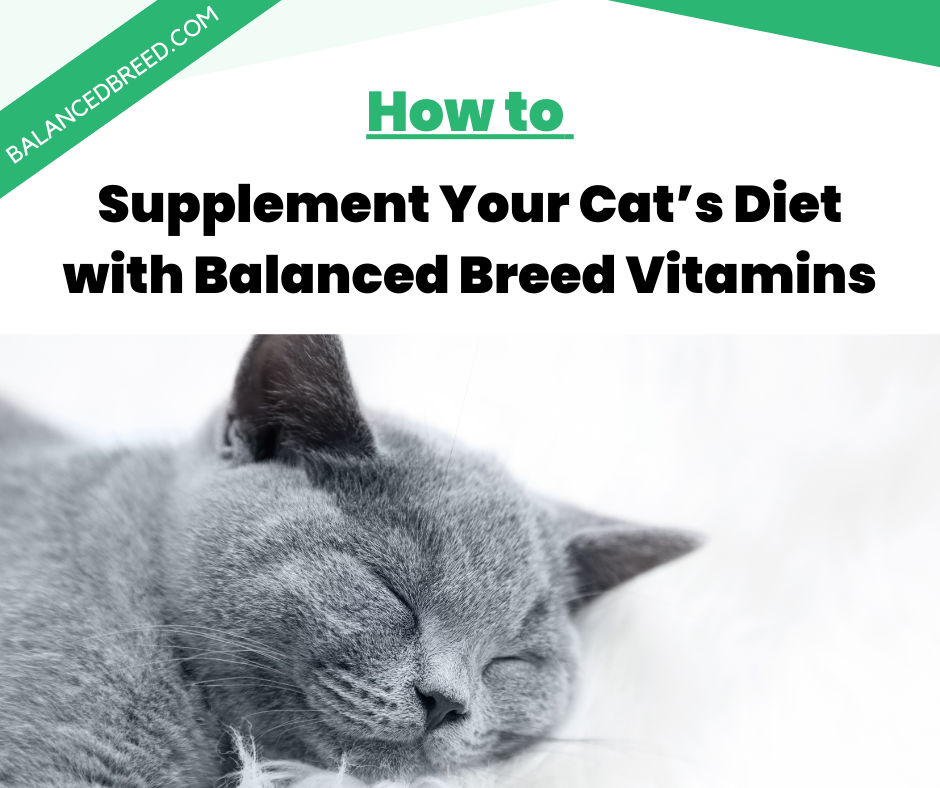 How to Supplement Your Cat’s Diet with Balanced Breed Vitamins