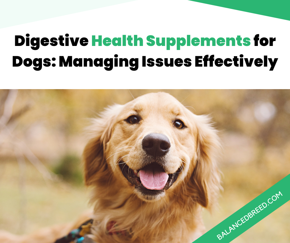 Digestive Health Supplements for Dogs: Managing Issues Effectively