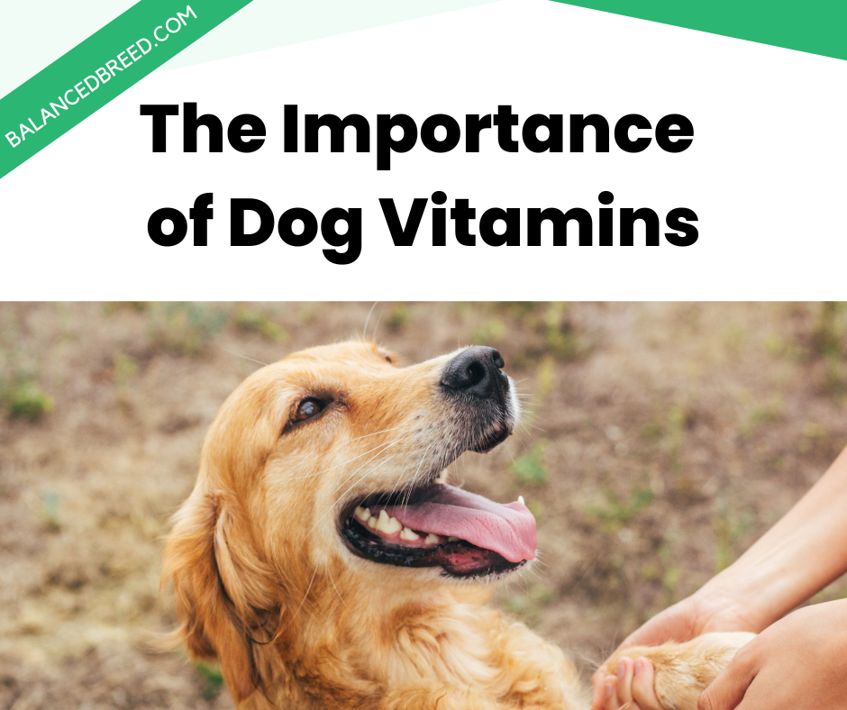 The Importance of Dog Vitamins