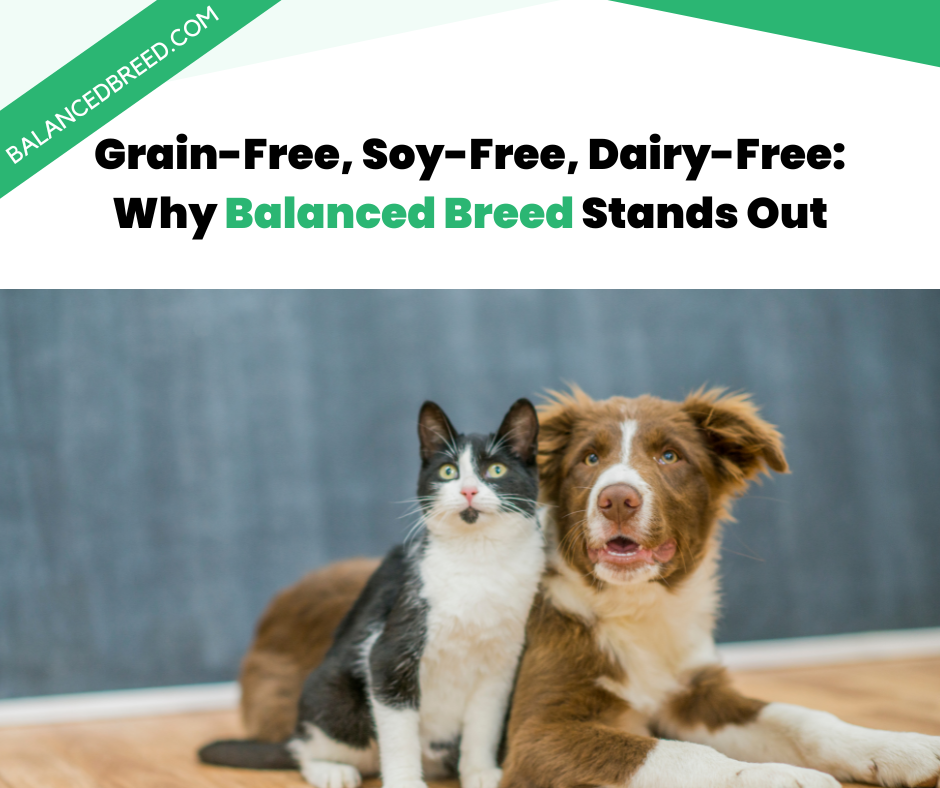 Grain-Free, Soy-Free, Dairy-Free: Why Balanced Breed Stands Out