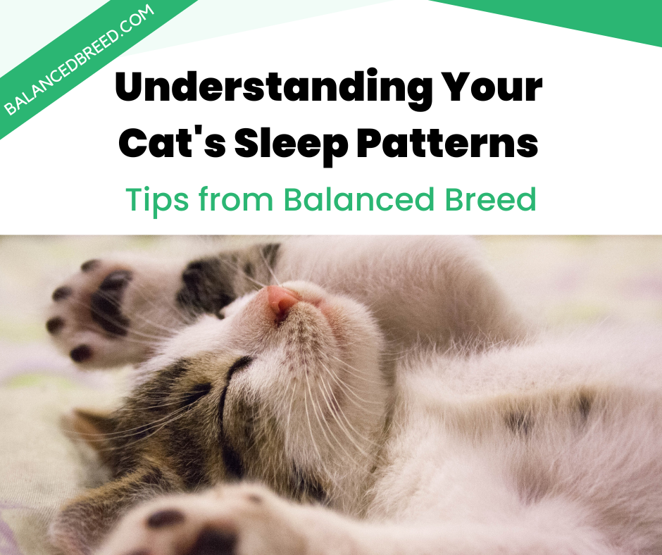 Understanding Your Cat's Sleep Patterns: Tips from Balanced Breed