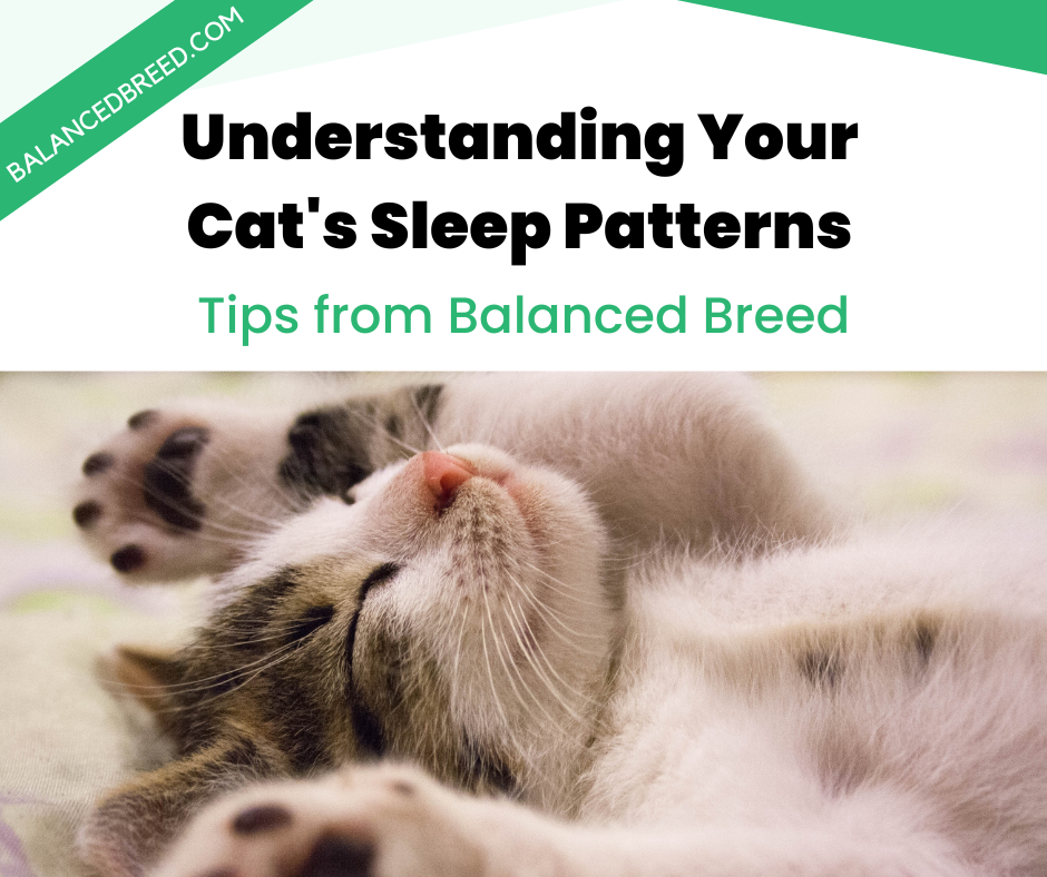 Understanding Your Cat's Sleep Patterns