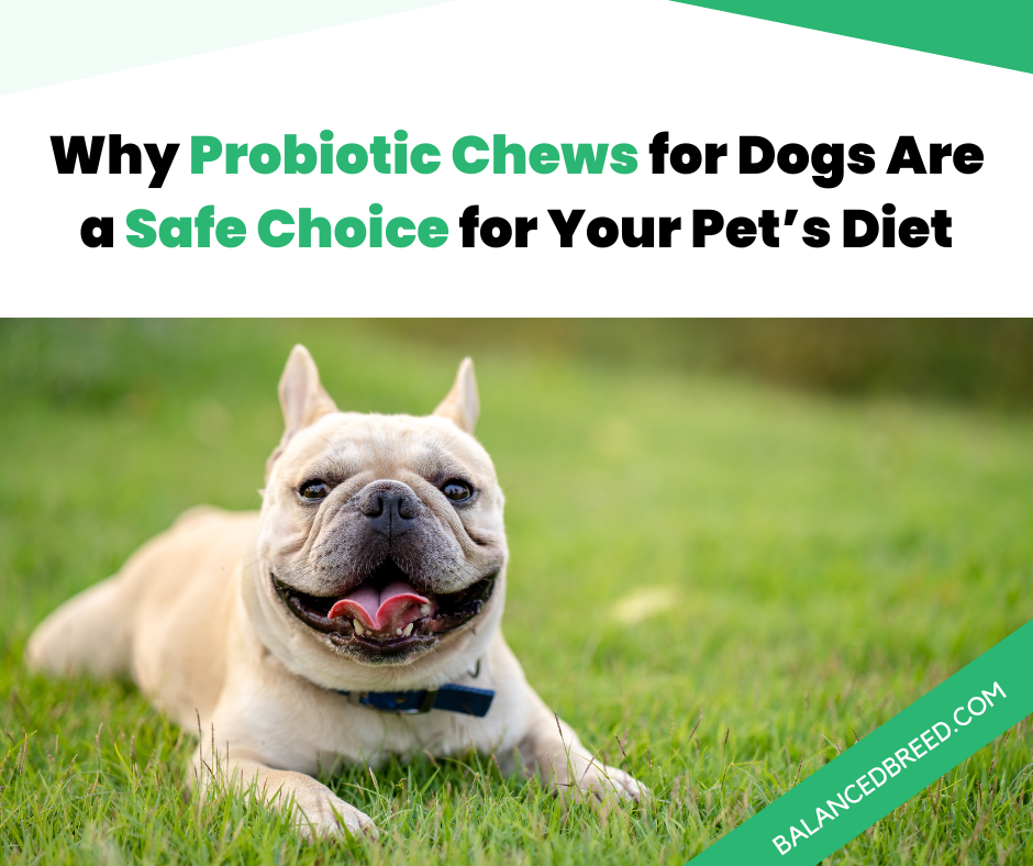 Why Probiotic Chews for Dogs Are a Safe Choice for Your Pet’s Diet