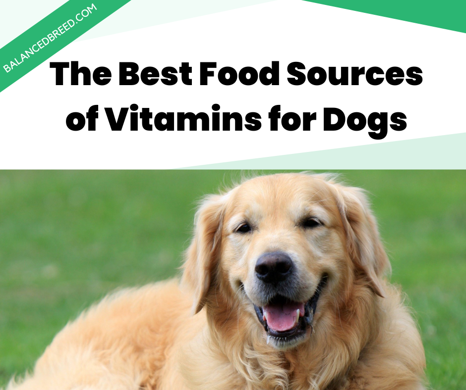 The Best Food Sources of Vitamins for Dogs