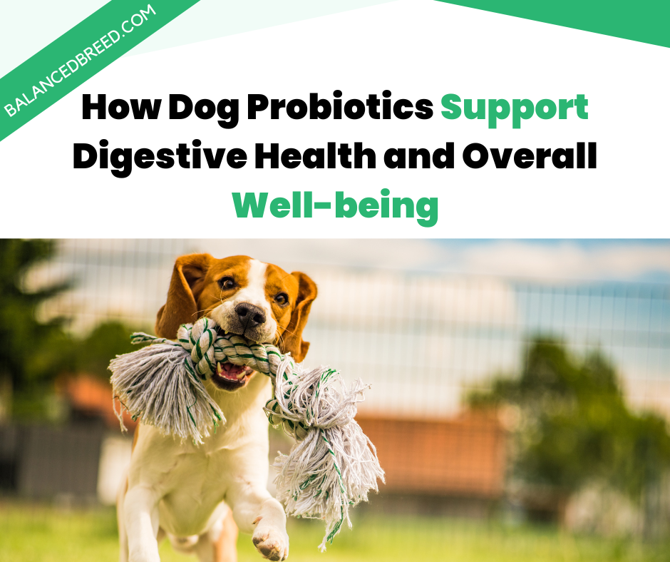 How Dog Probiotics Support Digestive Health and Overall Well-being