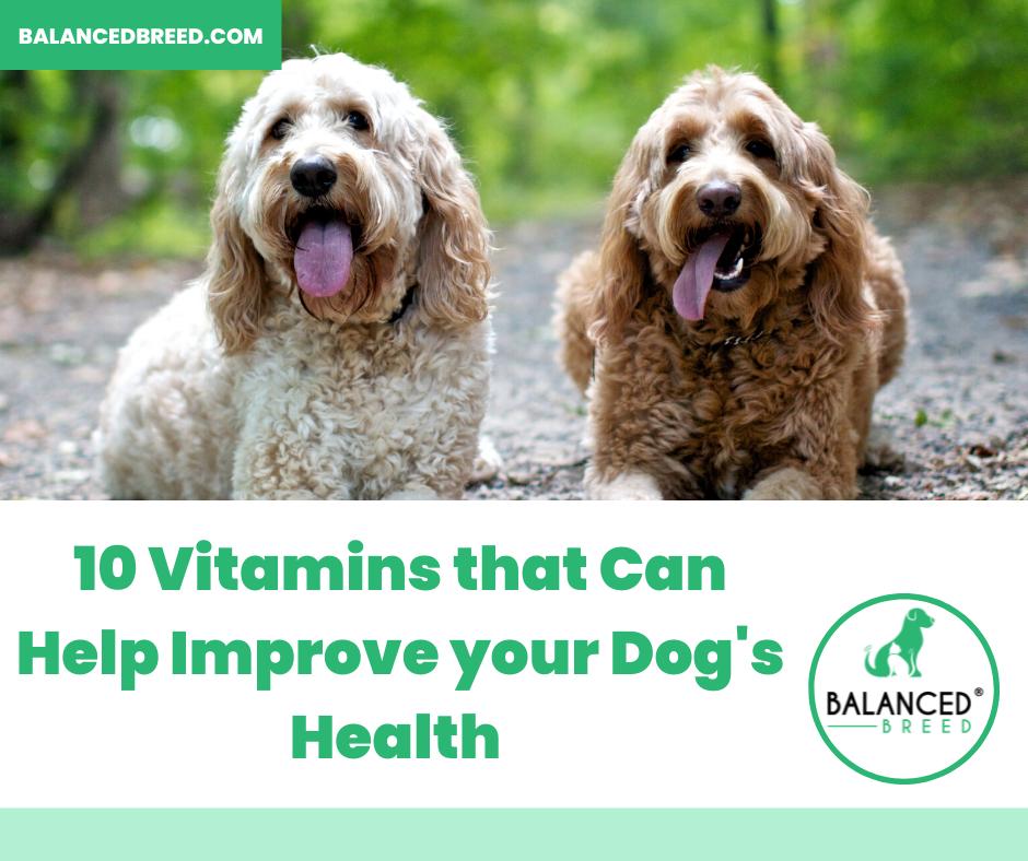 Top 10 Vitamins Your Dog Needs