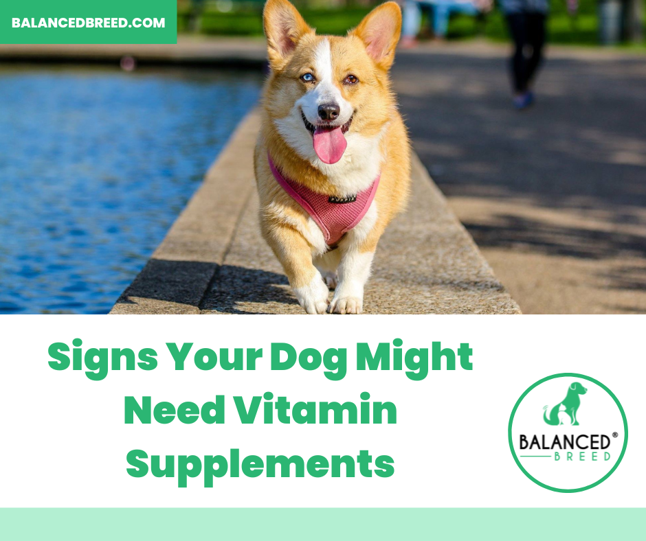 Signs Your Dog Might Need Vitamin Supplements